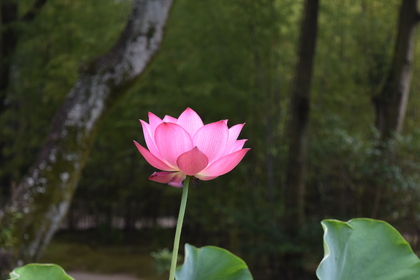 奈良歩き