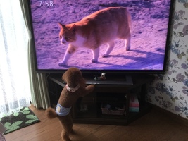 塀の上を気ままに散歩〜佐伯祥の詩「猫」〜