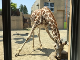 旭山動物園
