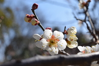 県立民族博物館（旧大和博物館）に梅を見に