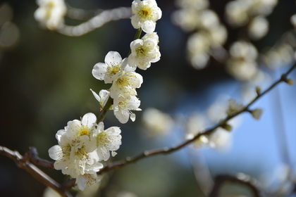 離人症の萌芽〜「折々のことば」鷲田清一　＃3155〜