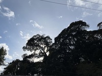 「家族の食卓に何を持ってくる？〜「折々のことば」鷲田清一　＃3541〜