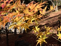 「素晴らしいものは〜「折々のことば」鷲田清一　＃3503〜」