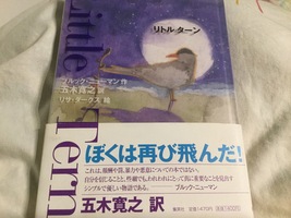 『リトル ターン  Little Tern』